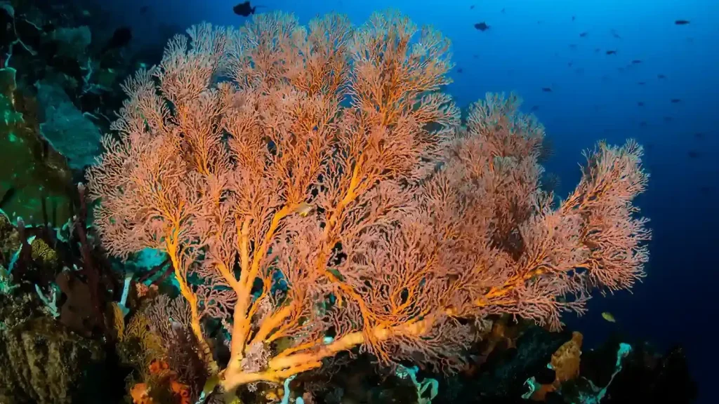 Nusa Penida Warm-Up Dives Before Komodo