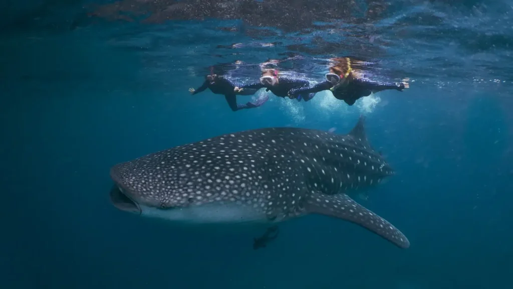 Saleh Bay Whale Sharks: 2027 Outlook