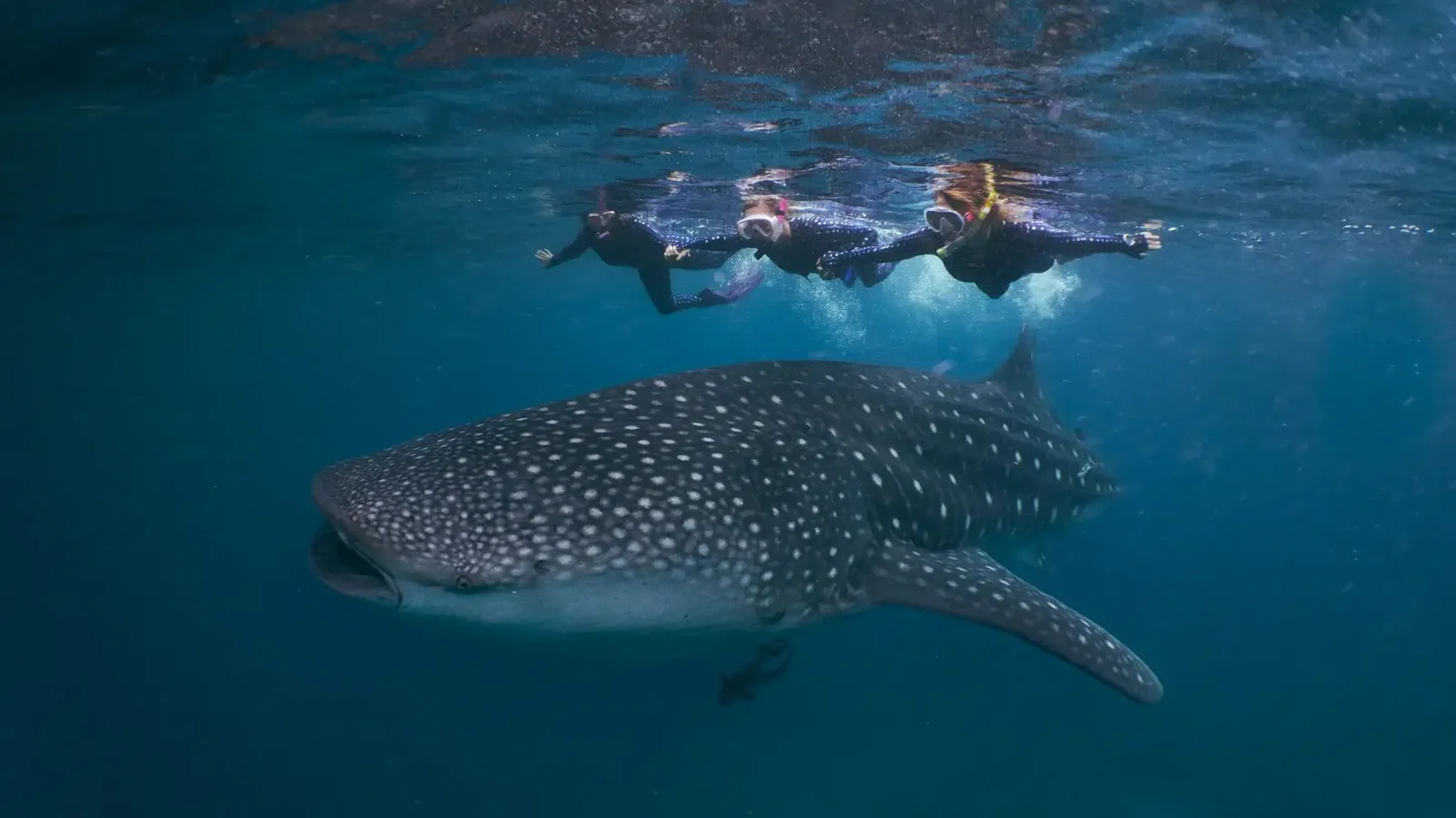 Saleh Bay Whale Sharks: 2027 Outlook