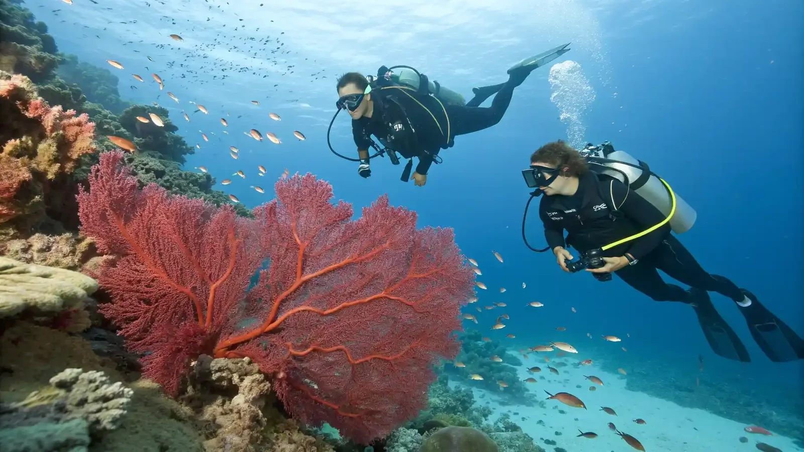 Diving in Wakatobi