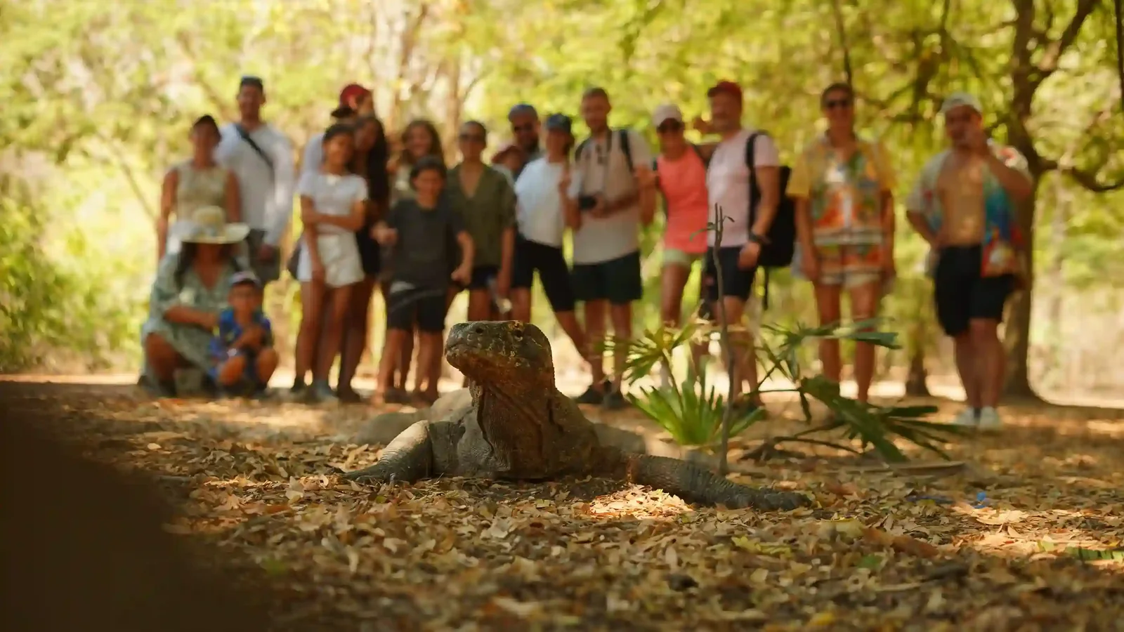Komodo Dragon in National Park by