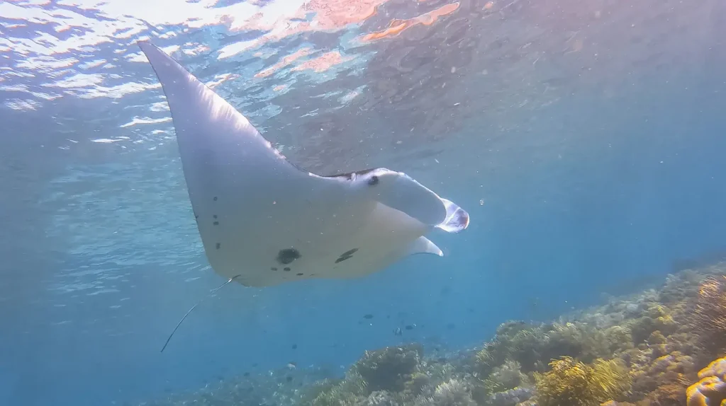 Best Komodo dive sites on a Bali liveaboard