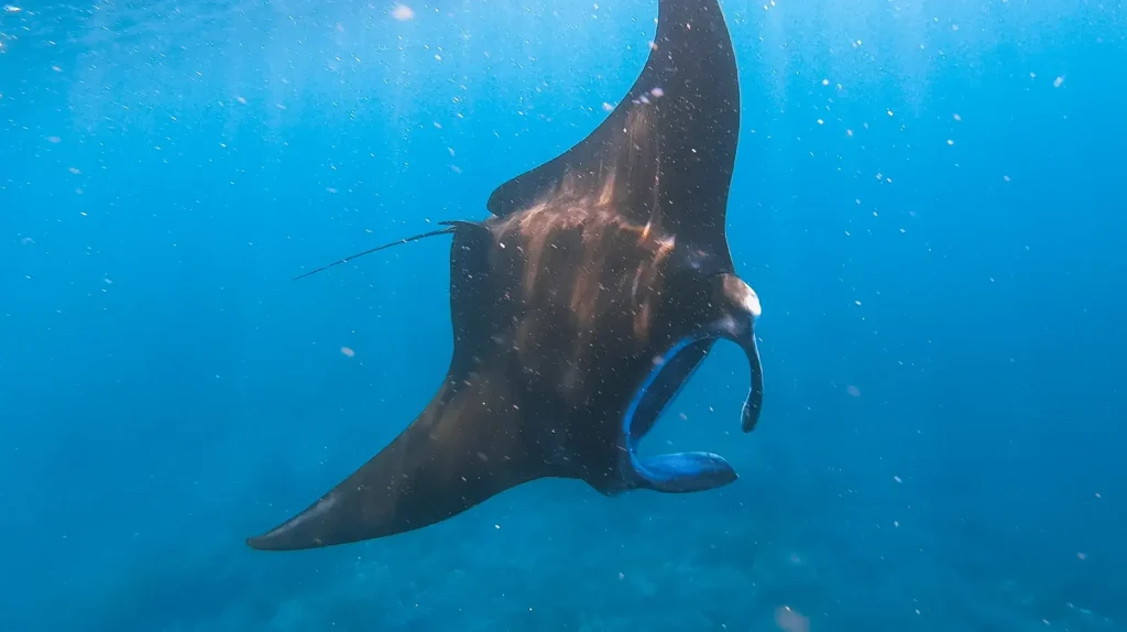 First‑time guide to diving Komodo from Bali