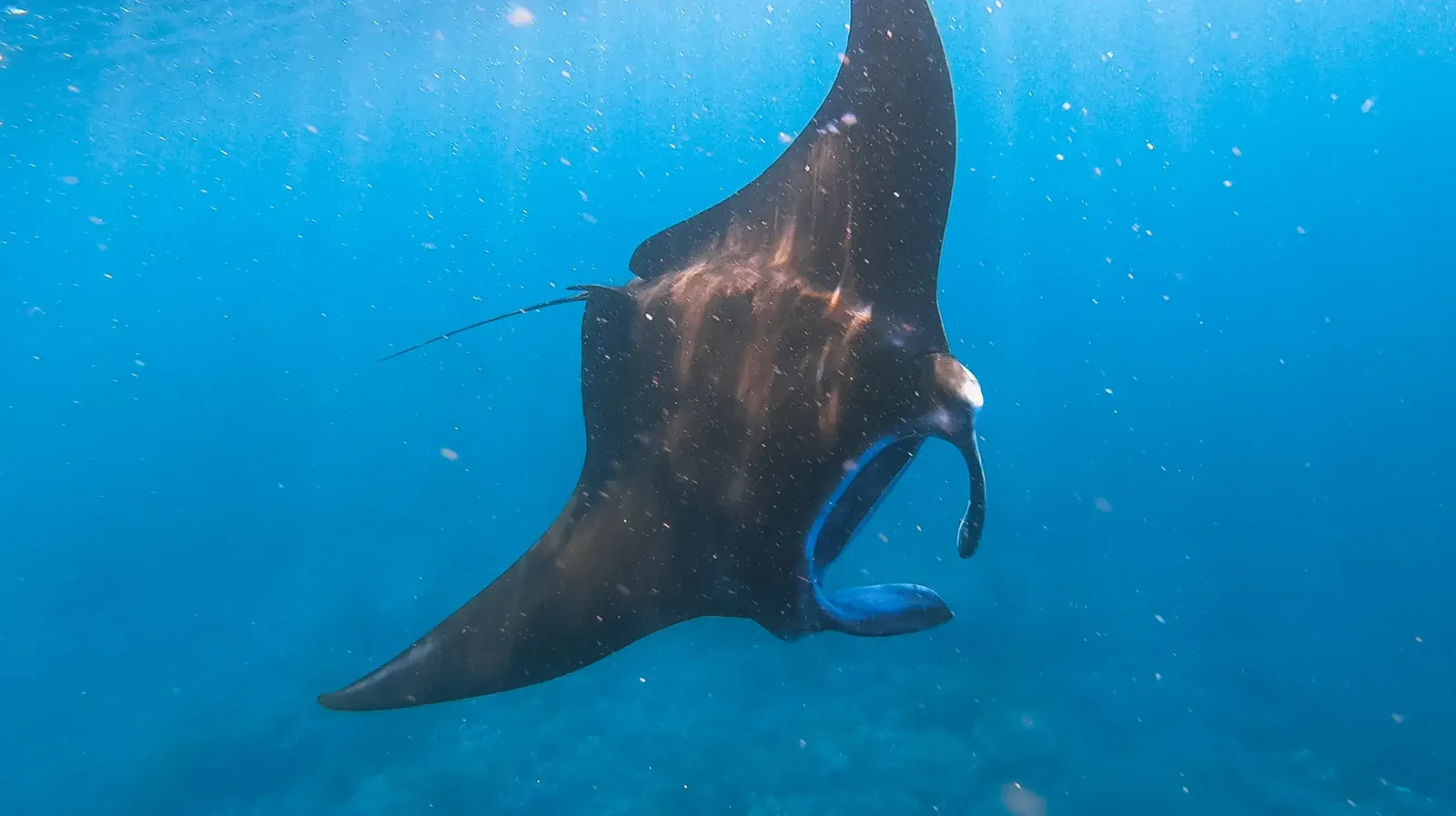 First‑time guide to diving Komodo from Bali