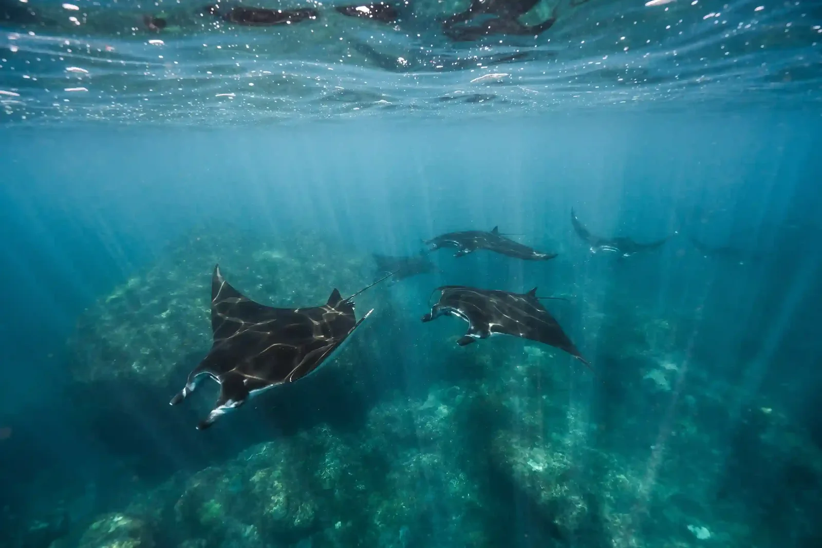 Bali’s Marine Biodiversity: A 2027 Overview