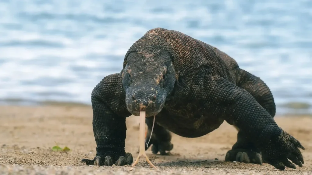 Komodo Dragons: Facts to Know Before You Visit 2026