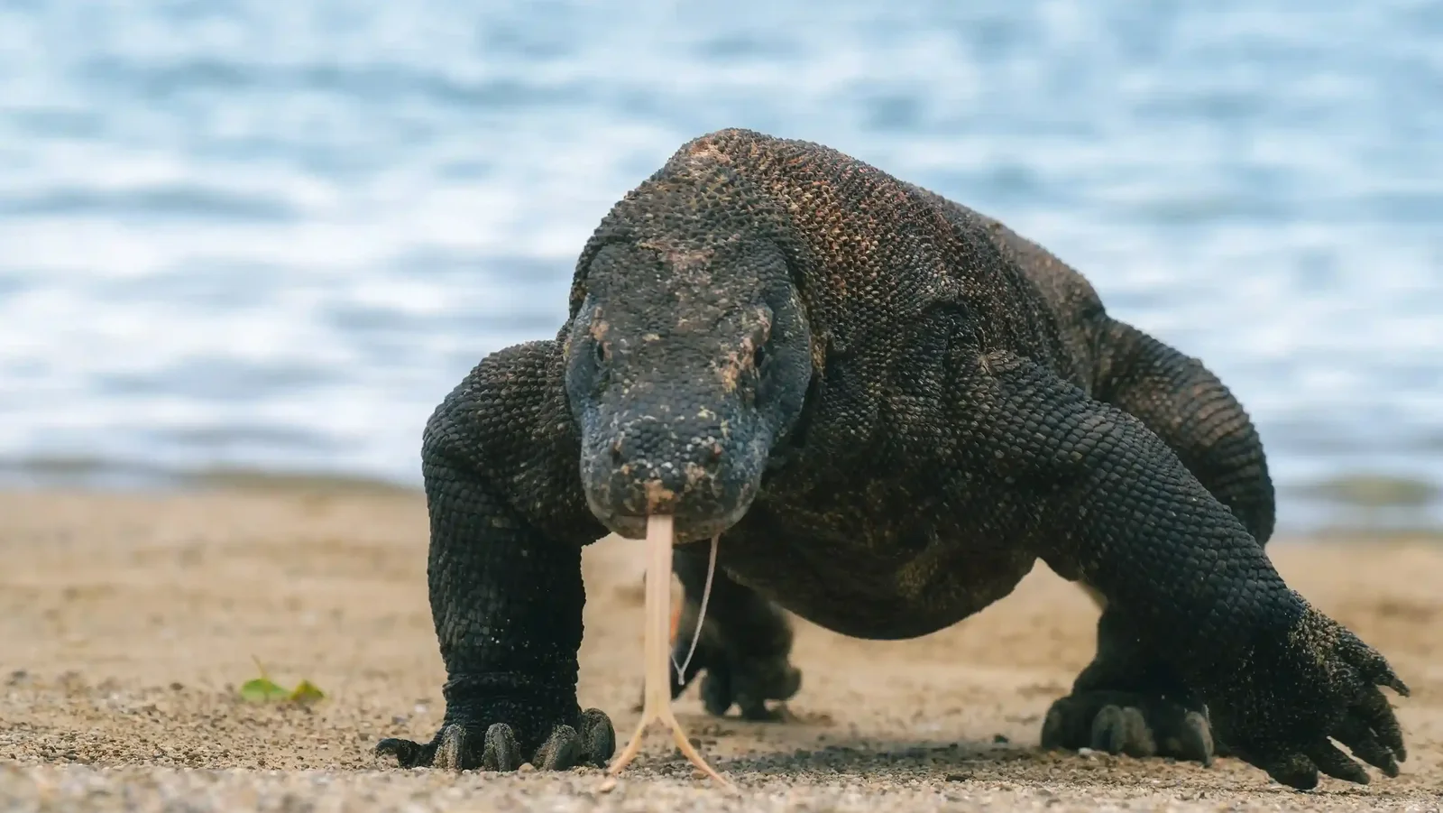 Komodo dragon walking on the beach