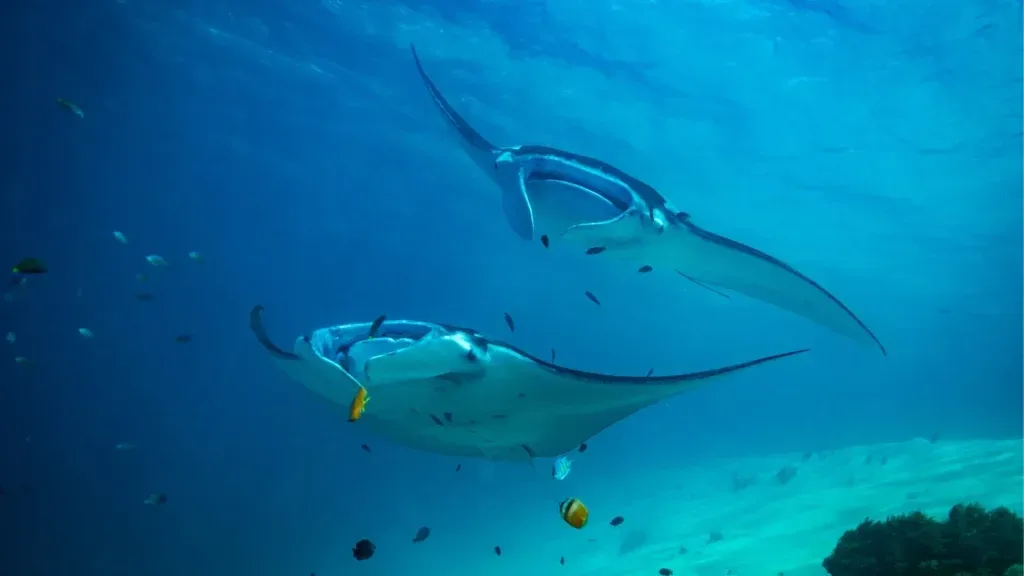 Manta Point Makassar Reef — Liveaboard Bali network photo