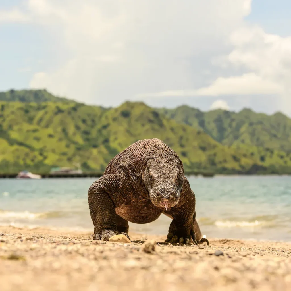 Komodo Dragon Island2 — Liveaboard Bali network photo