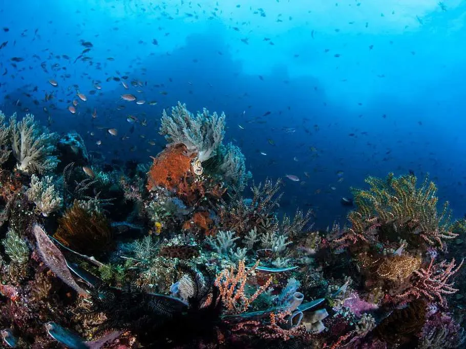 Magic Mountain — Liveaboard Bali network photo