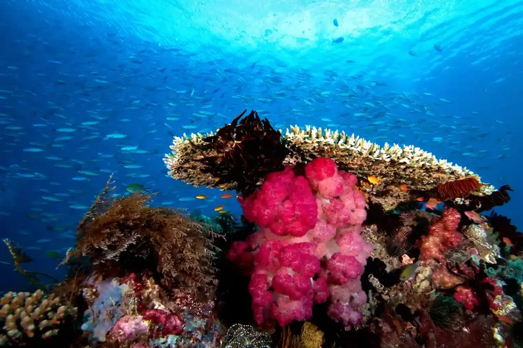 Kl Triton Bay — Liveaboard Bali network photo